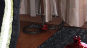 Bodrum-evde yılan