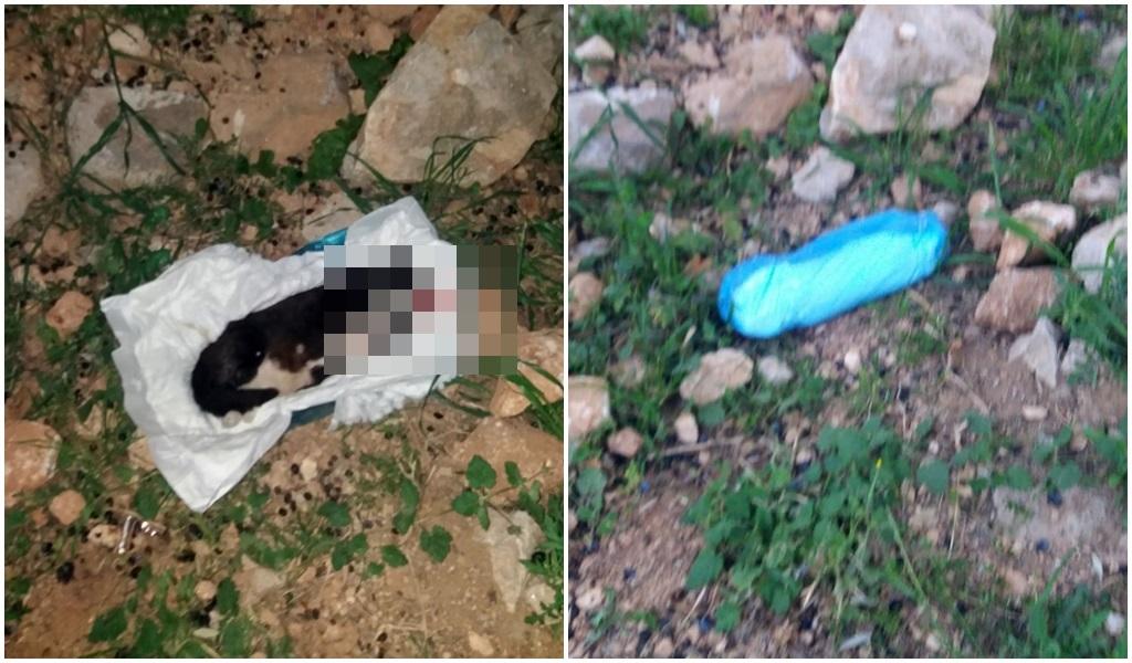 Kundaktan Kedi Çıktı