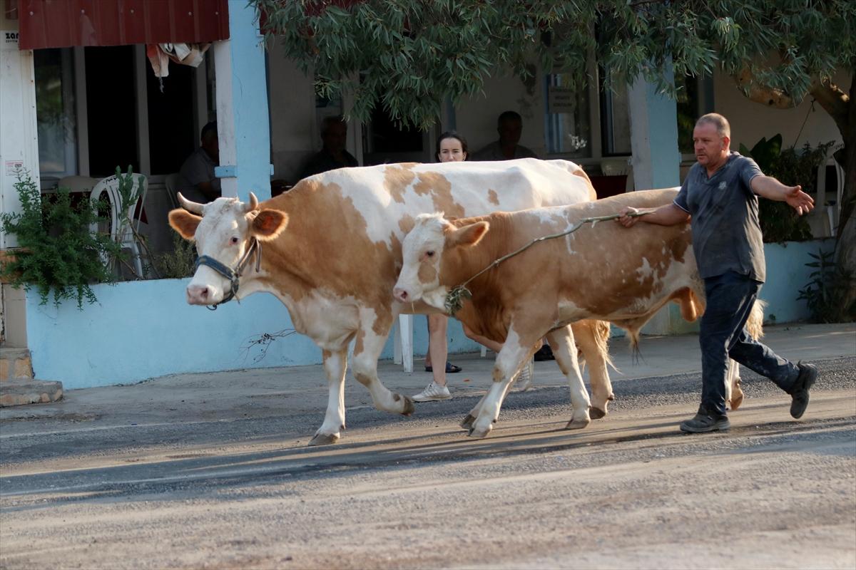 Milas ve Bodrum'daki Orman Yangınları Sürüyor