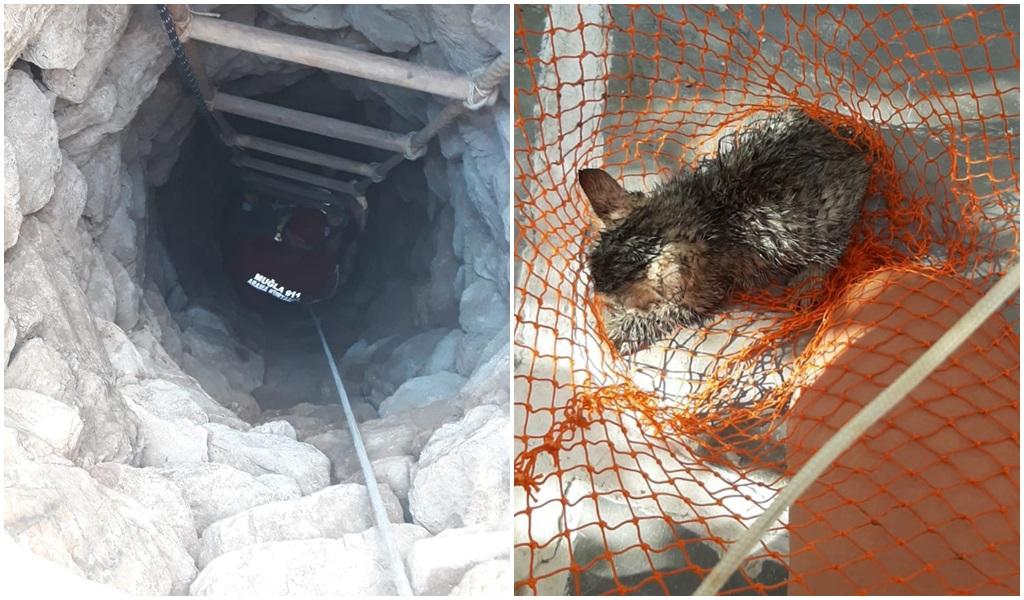 Yavru Kedi İçin Seferber Oldular