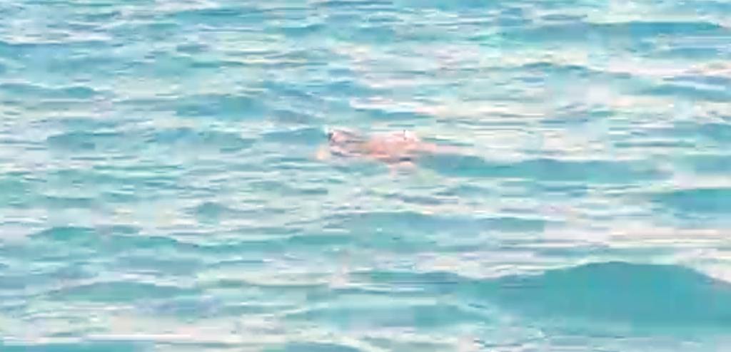 Bodrum'da deniz kaplumbağası heyecanı