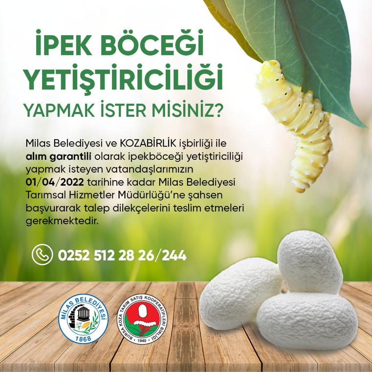 Milas Belediyesi İpek Böceği Yetiştiriciliğini Teşvik Ediyor