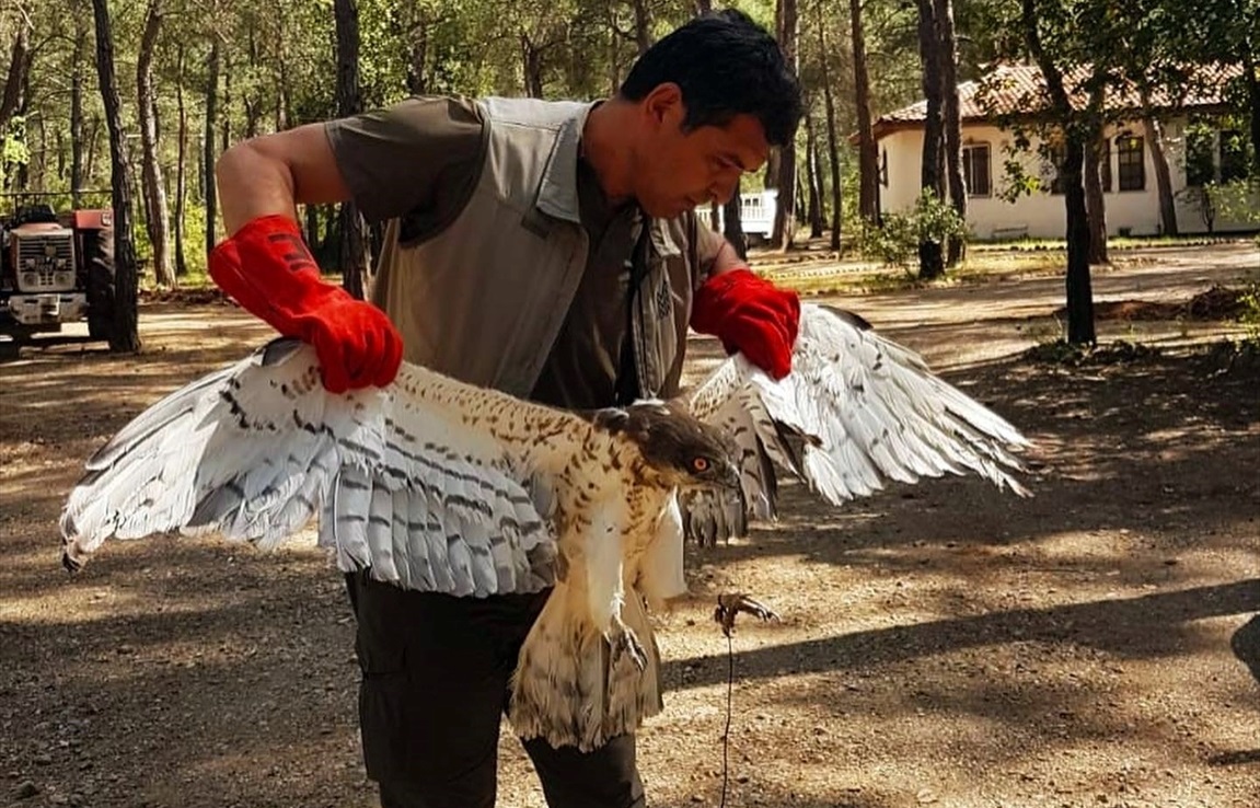 Tedavi Edilen Yılan Kartalı Doğaya Salındı