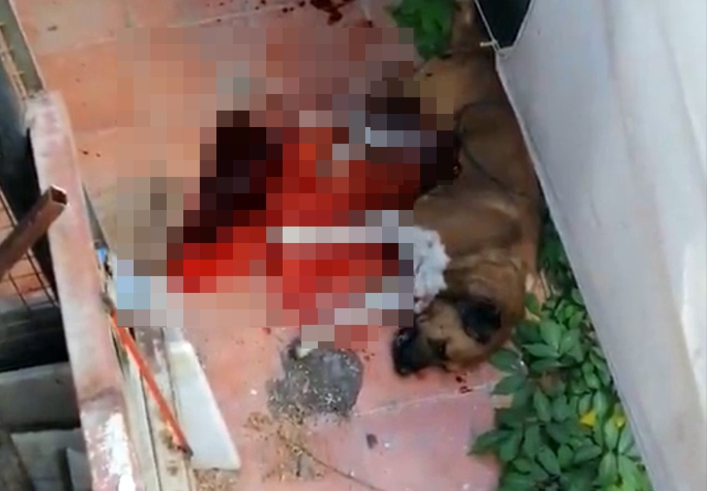 Gözü Dönmüş Şahıs Köpeği Bıçakladı