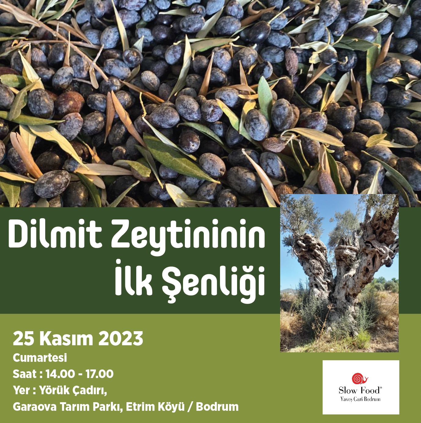 Garaova’da Dilmit Zeytini Şenliği