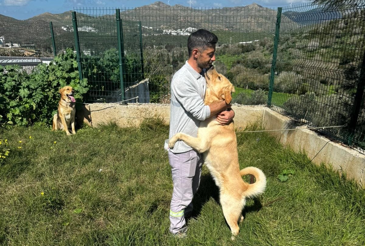 Zehirlenen 5 Köpek Kurtarıldı