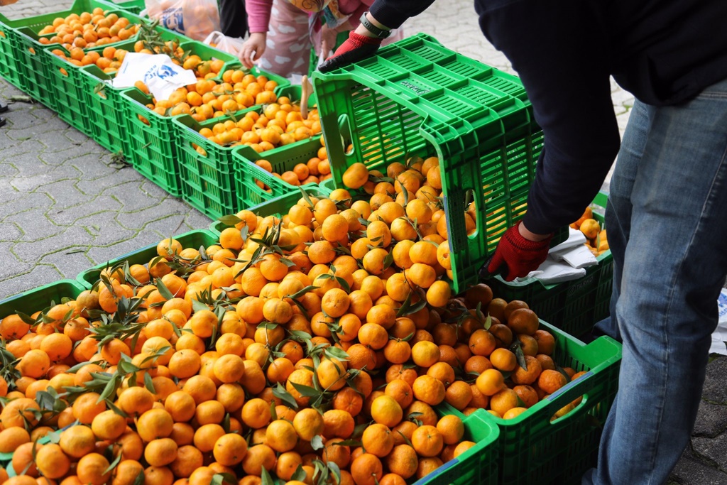 Belediye Meydanında Mandalina Dağıtımı
